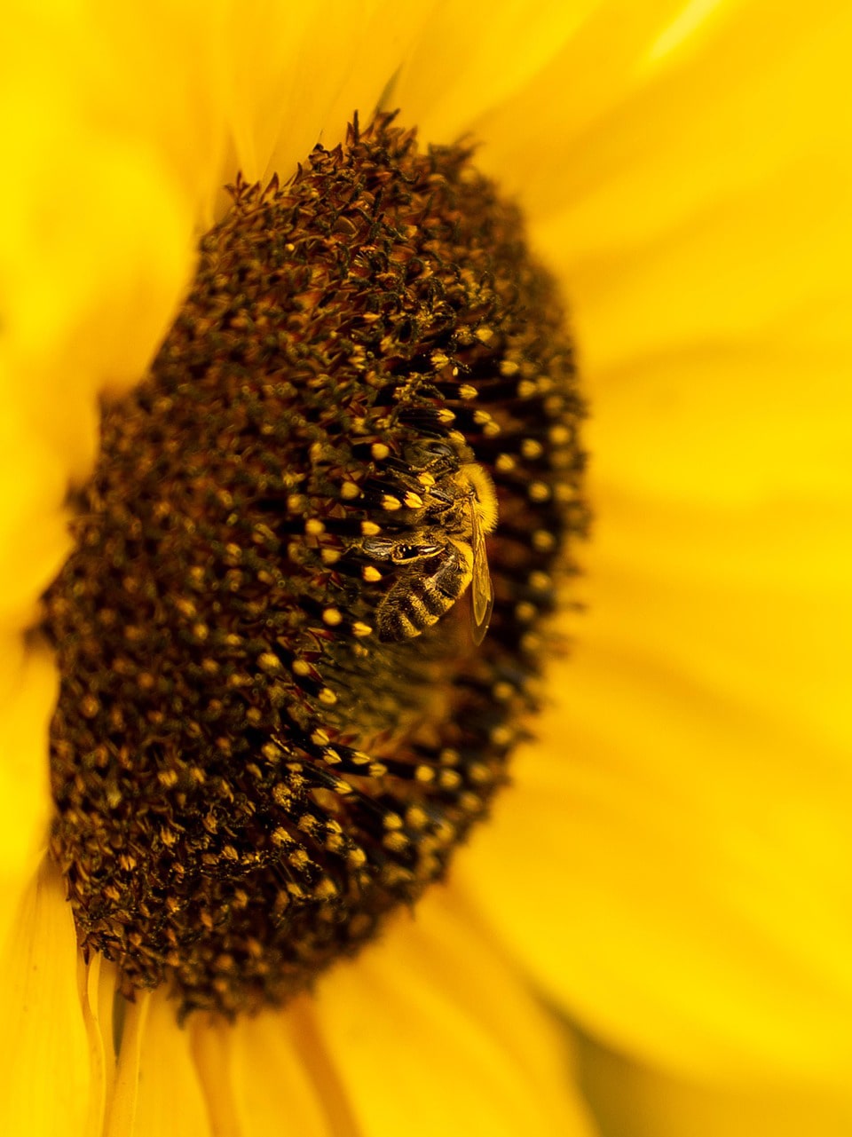 Pčela na suncokretu